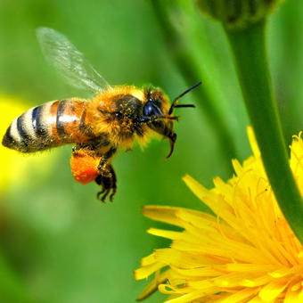 Abeille