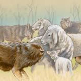 I-am-sending-you-out-like-sheep-among-wolves